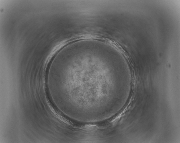 X0000074340055200609011638