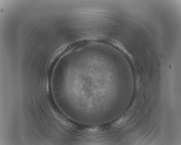 X0000074340068200609011638