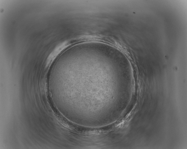 X0000074340103200609011638