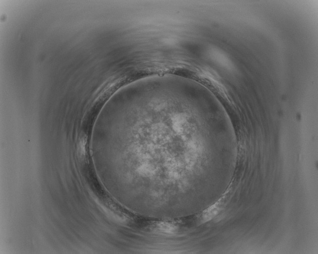 X0000074340166200609011637