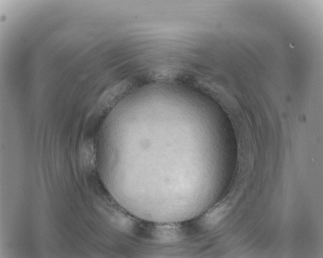 X0000074340240200609011636