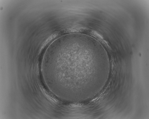 X0000074340250200609011635