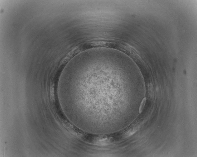 X0000074340267200609011635