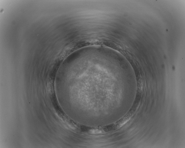 X0000074340272200609011635