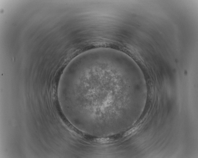 X0000074340273200609011635