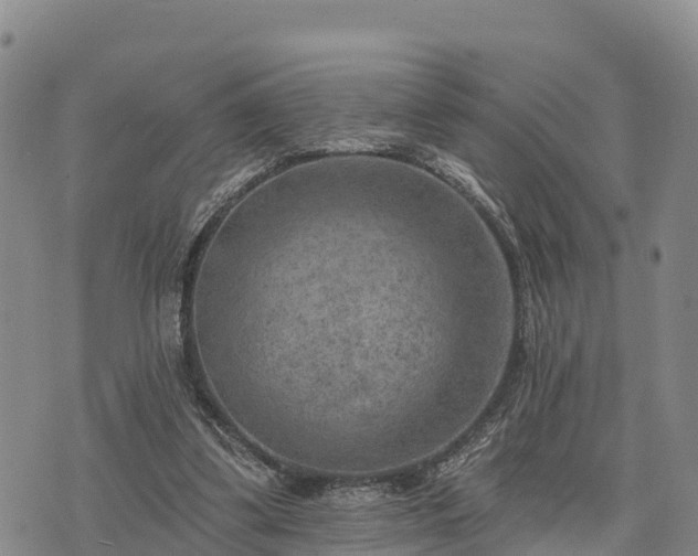 X0000074340299200609011635