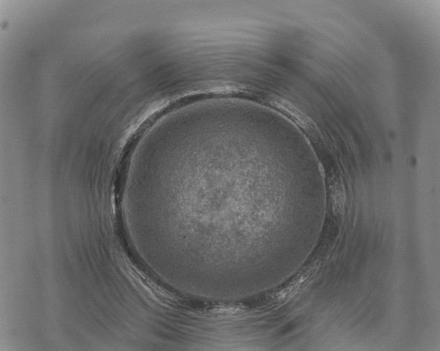 X0000074340350200609011634