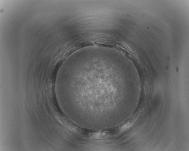 X0000074340366200609011634