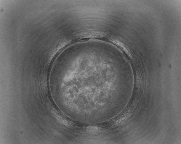 X0000074340394200609011633