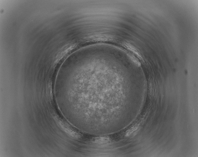 X0000074340398200609011633