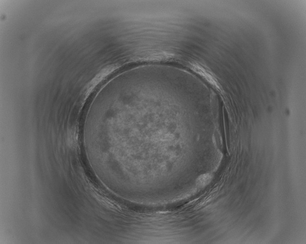 X0000074340483200609011632