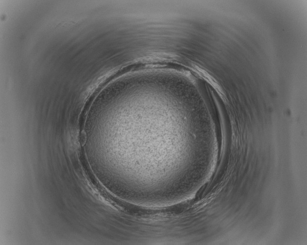 X0000074340485200609011632