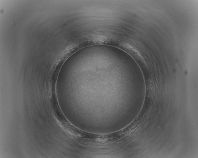 X0000074340496200609011631