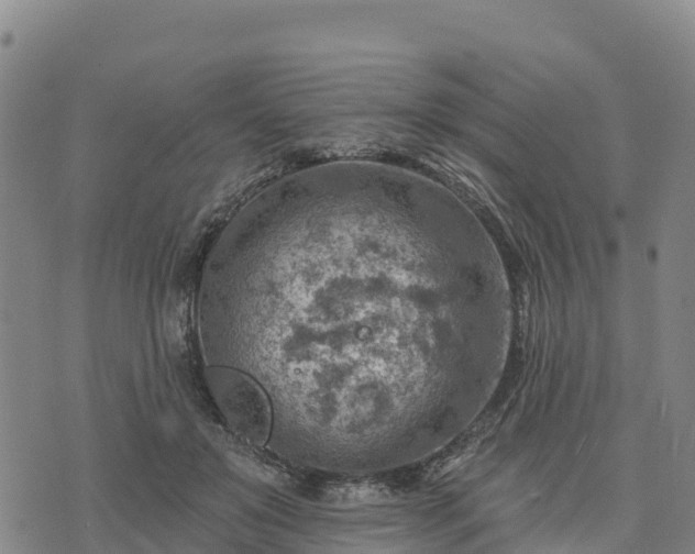 X0000074340503200609011631