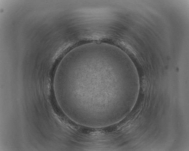 X0000074340544200609011630