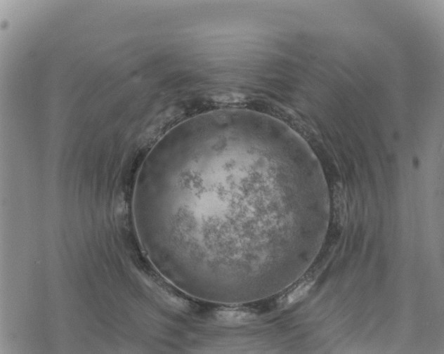 X0000074340614200609011629