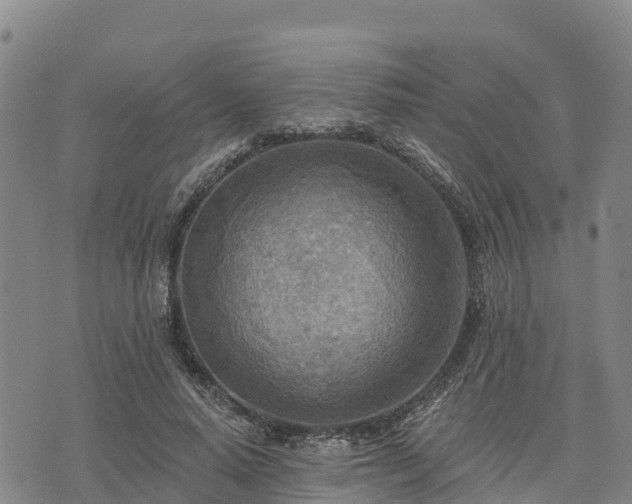 X0000074340640200609011629