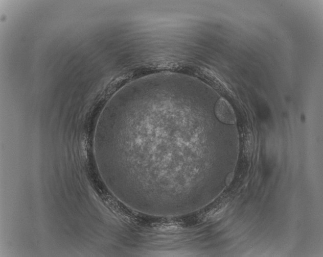 X0000074340643200609011629