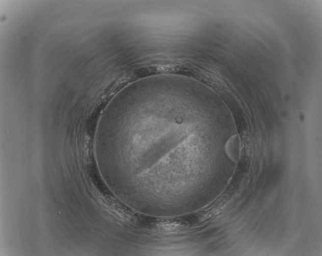 X0000074340650200609011629