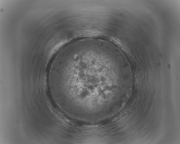 X0000074340679200609011628