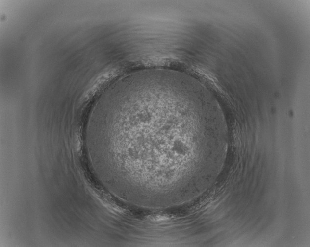 X0000074340687200609011628