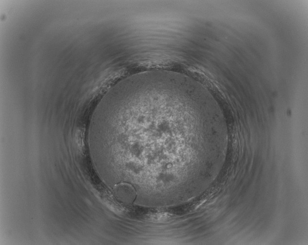 X0000074340695200609011628