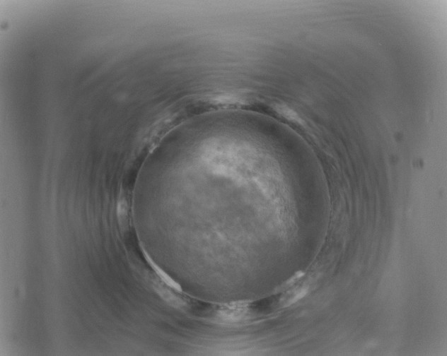 X0000074340720200609011628