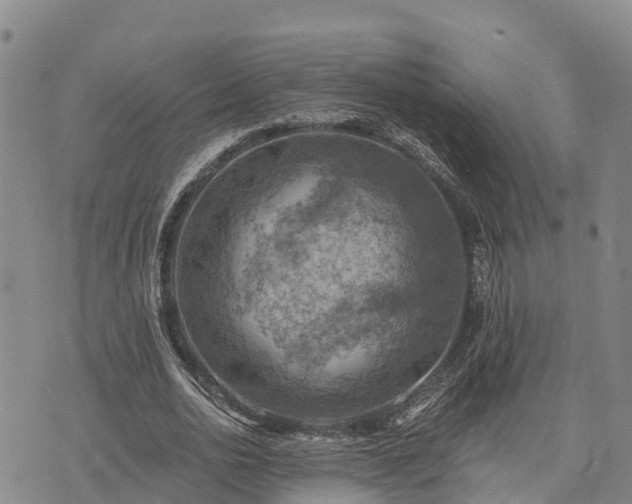 X0000074340726200609011627