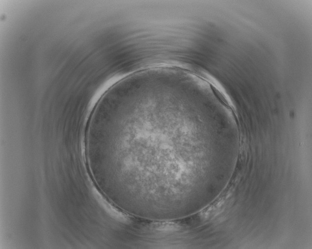 X0000074340811200609011626