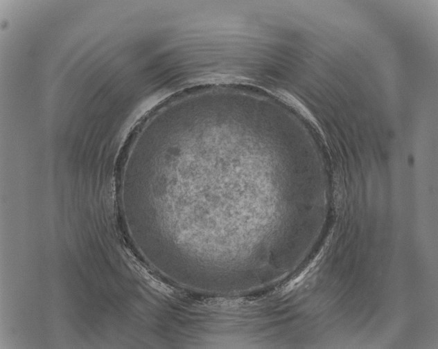 X0000074340831200609011626