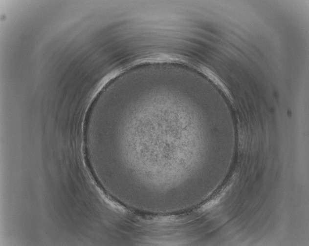 X0000074340845200609011626