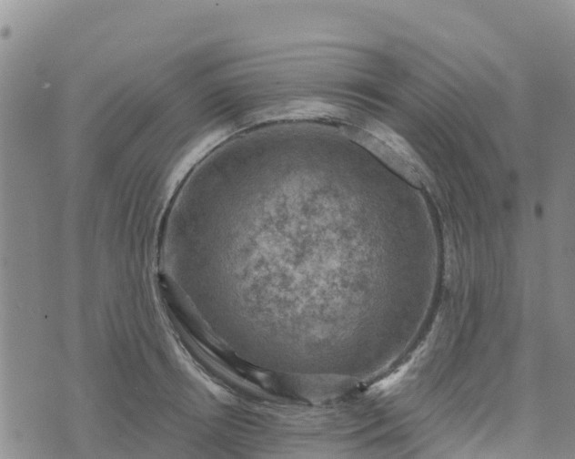 X0000074340850200609011626