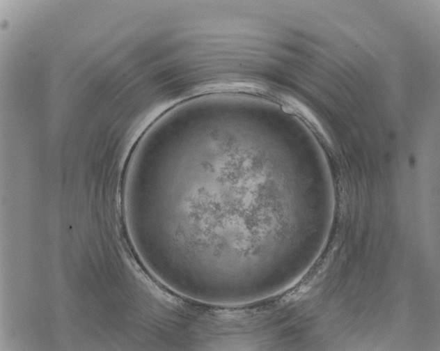 X0000074340852200609011626