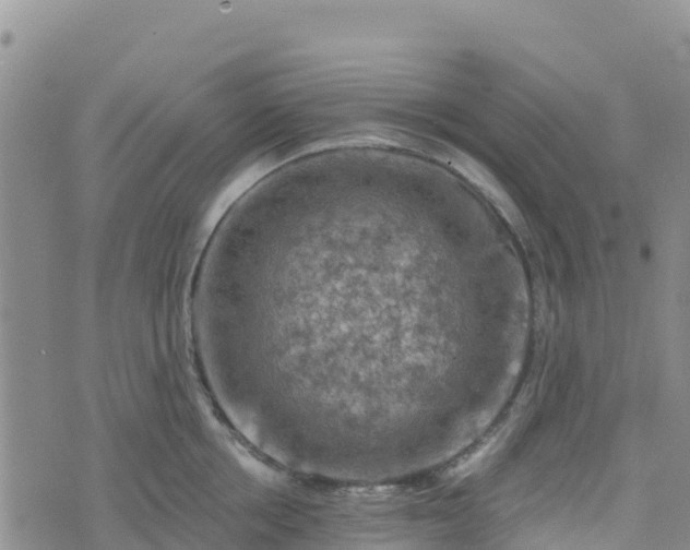 X0000074340858200609011626