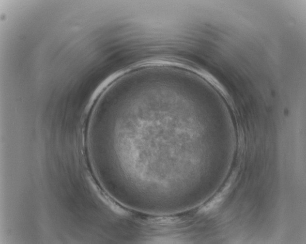 X0000074340862200609011626