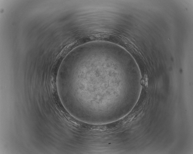 X0000074340915200609011624