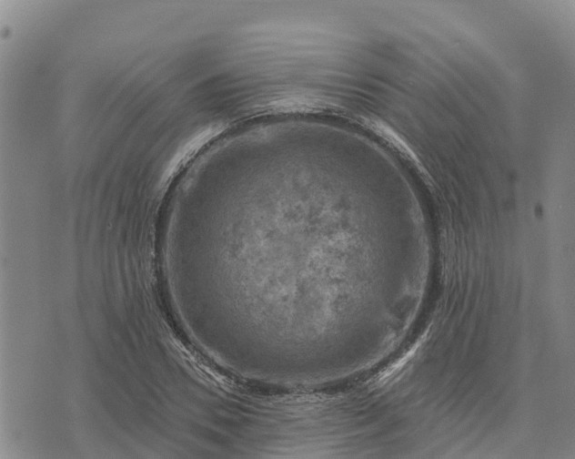 X0000074340930200609011624