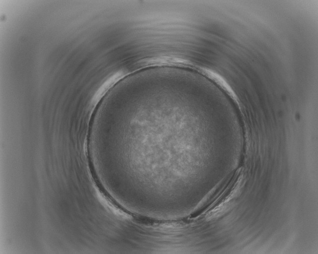 X0000074340946200609011624