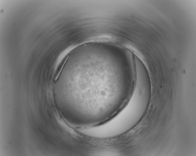 X0000074340960200609011625