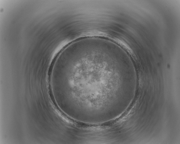 X0000074340990200609011623