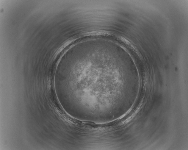 X0000074341017200609011622