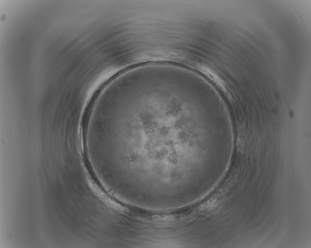 X0000074341080200609011622