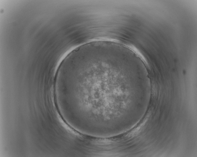 X0000074341100200609011622