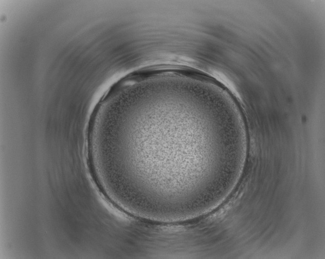 X0000074341136200609011621