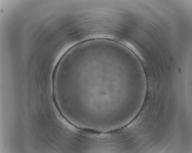 X0000074341140200609011621