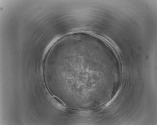 X0000074341196200609011620