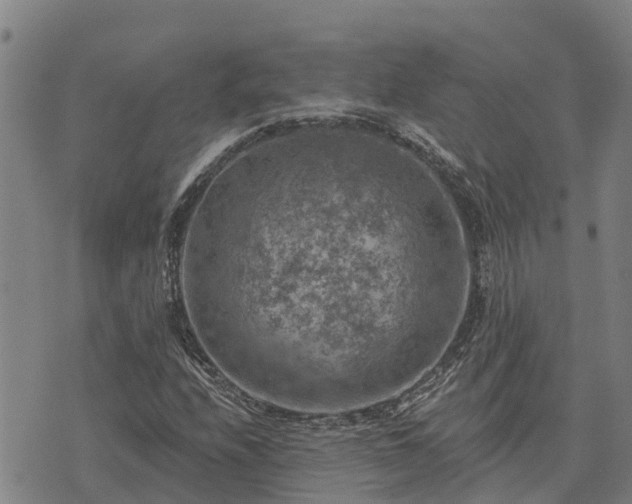 X0000074341208200609011619