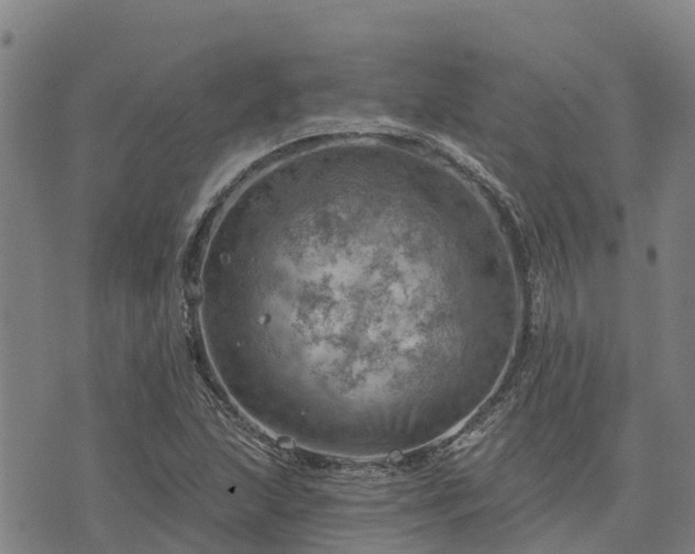 X0000074341215200609011619