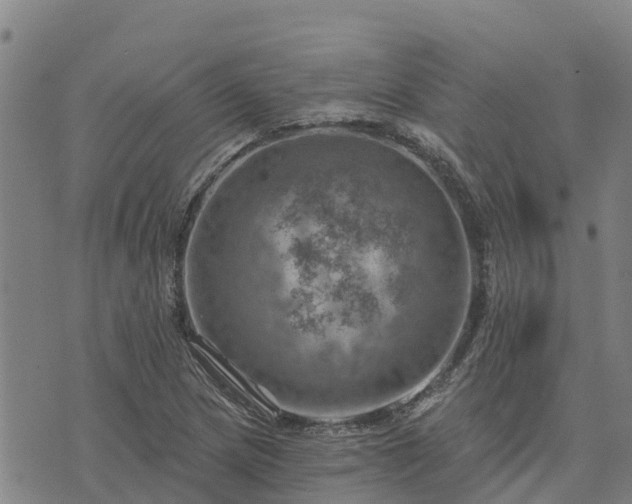 X0000074341217200609011619