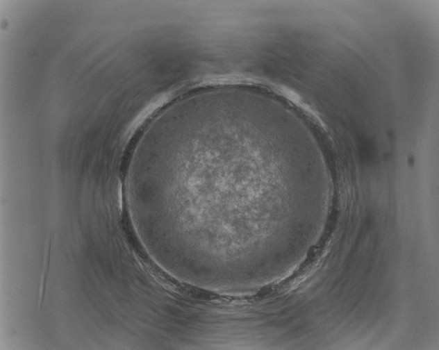 X0000074341221200609011619